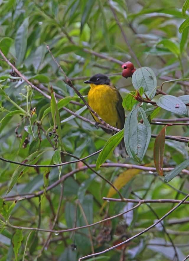 A Black-capped Bulbul, endemic to Sri Lanka, among wet leaves after rain