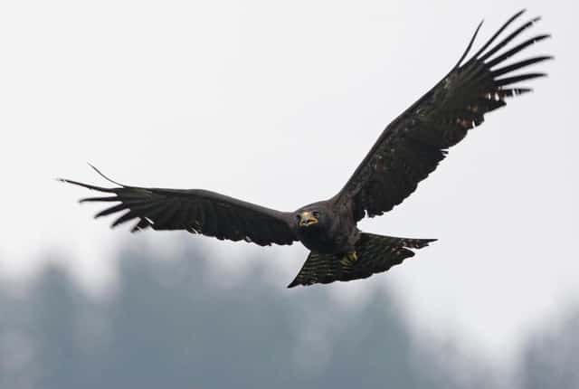 A Black Eagle quartering the forest canopy, wingtips spread like fingers