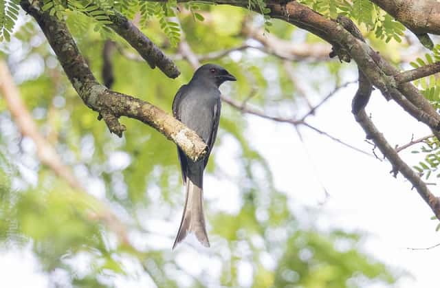 A drongo watching from a bare branch, its tail deeply forked