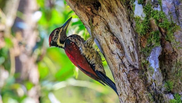 A Crimson-backed Flameback, an endemic woodpecker, gripping a mossy trunk in the forest