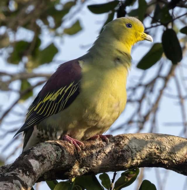 A Sri Lanka Green Pigeon, endemic to the island, catching the first sun in the canopy
