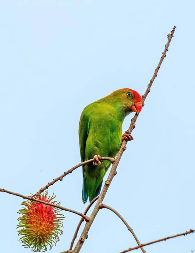 A Sri Lanka Hanging Parrot feeding beside a ripening rambutan