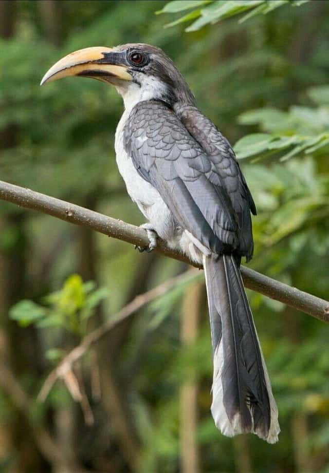 A Sri Lanka Grey Hornbill, endemic to the island, its long tail hanging below the branch