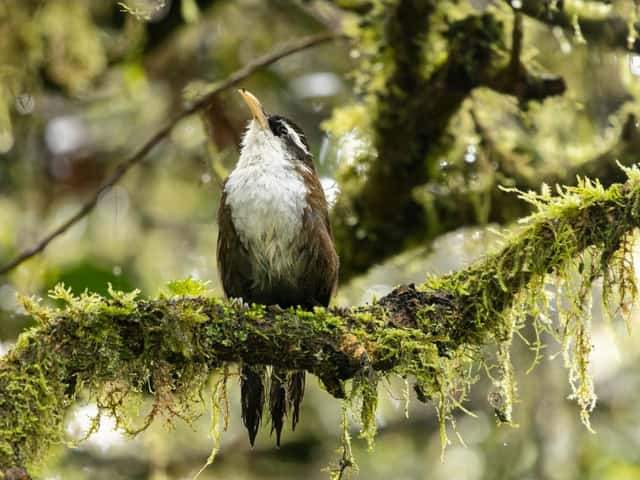 A Sri Lanka Scimitar Babbler calling from a moss-covered branch in cloud forest