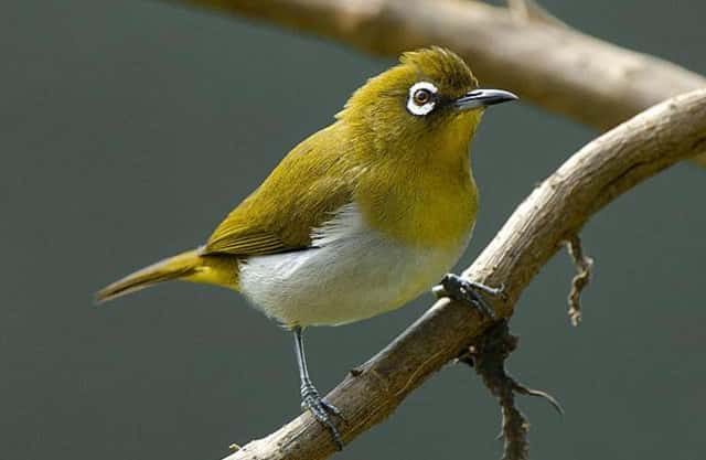 A white-eye, its eye ringed in white, perched on a thin branch