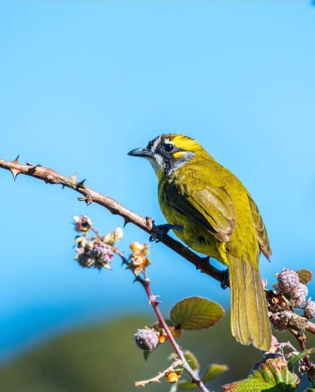 A Yellow-eared Bulbul, endemic to the highlands, on a bramble against an open sky