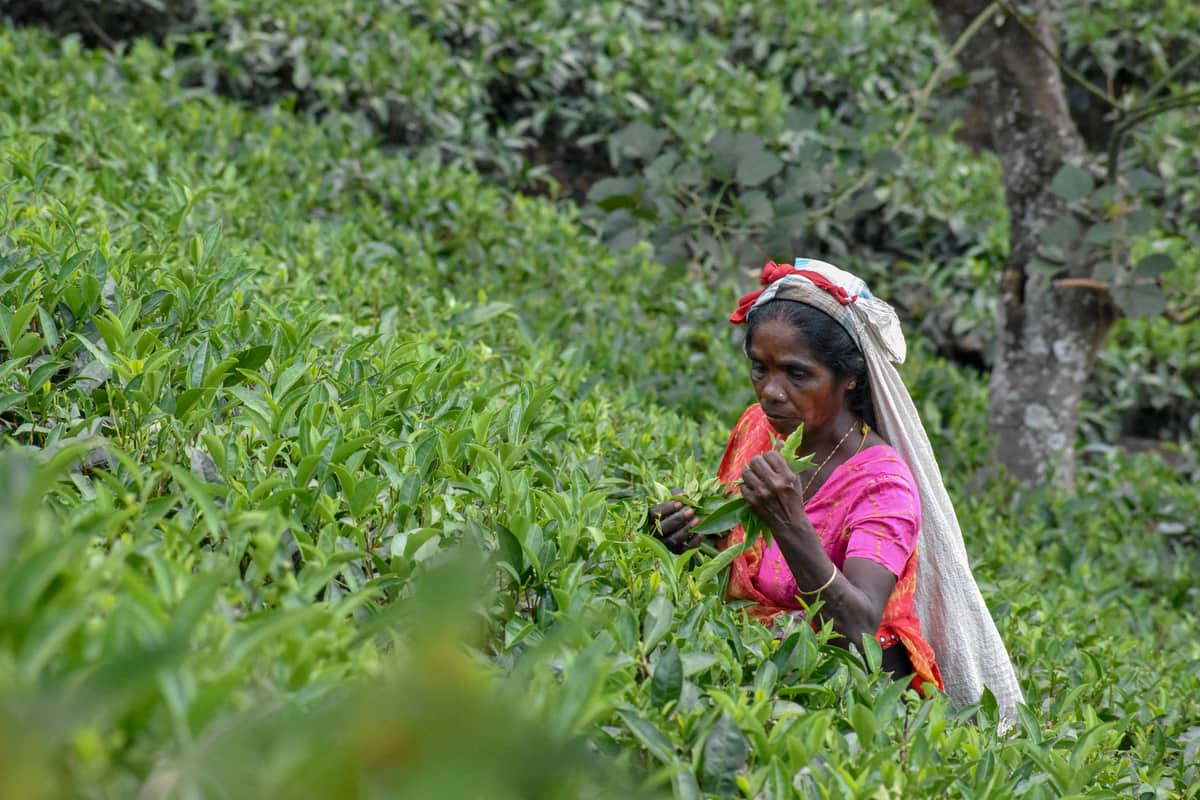 A tea picker at work in the plantations, on the cultural tour