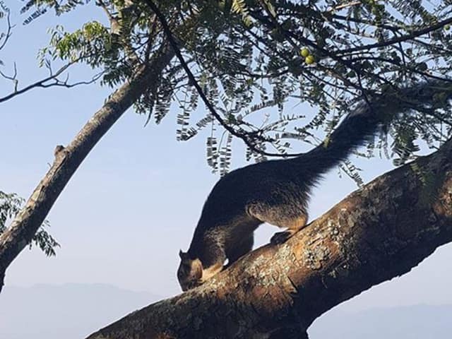 A giant squirrel in the canopy above the estate path