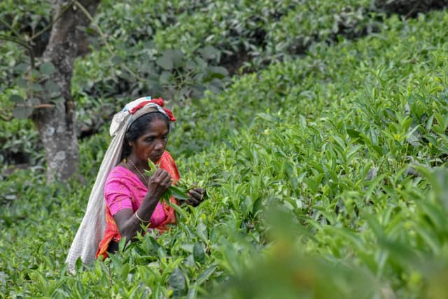 Tea picking in the plantations below the estate