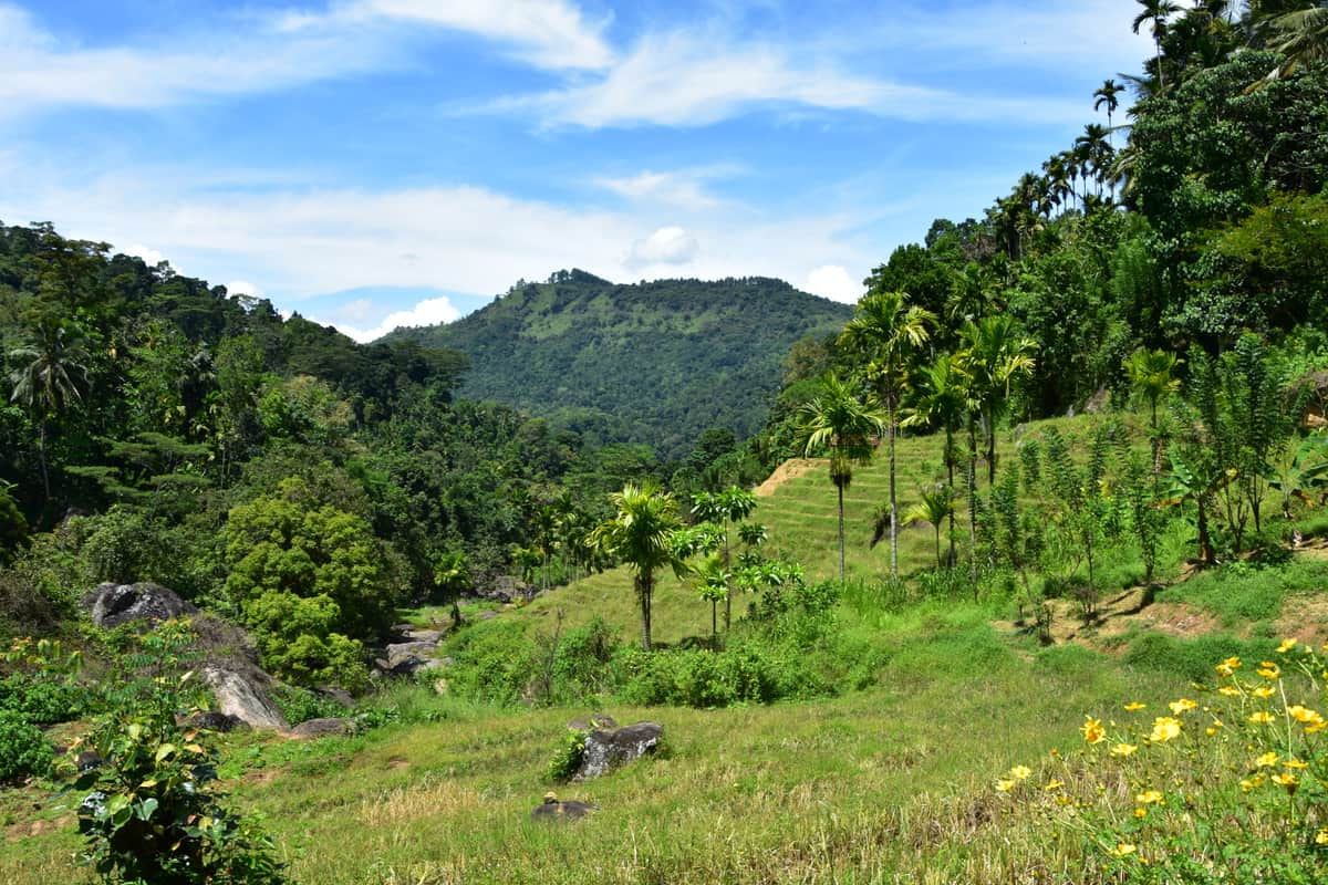 The Knuckles hills above the estate, tea and jungle under a blue sky